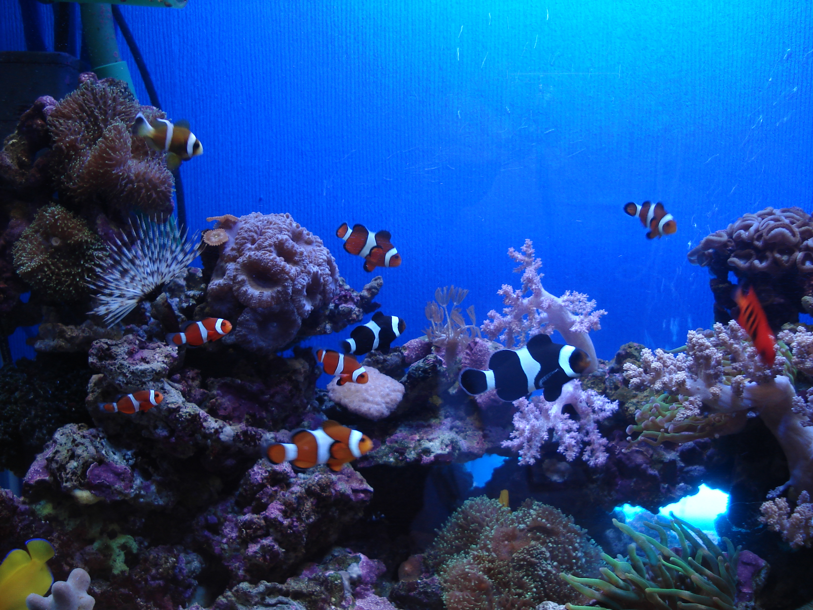 海水魚水槽カウンター