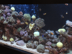 珊瑚水槽個人