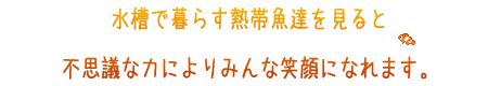水槽で熱帯魚を飼うと不思議な力と笑顔