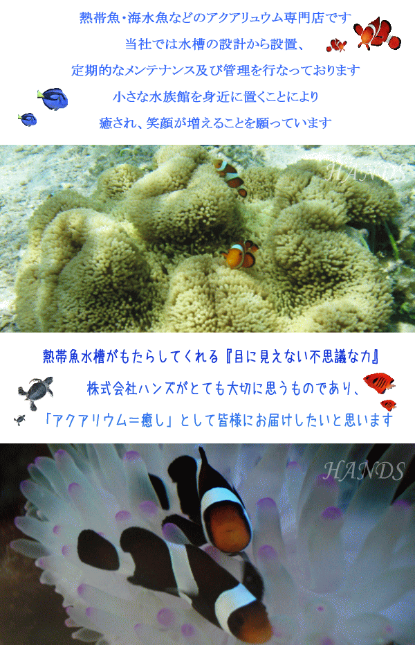 ハタゴイソギンチャクとカクレクマノミと水槽